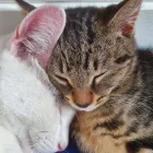 Business 1 image MISTY'S MEADOWS Wedding Services in UXBRIDGE Gr