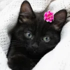 Business 4 image MISTY'S MEADOWS Wedding Services in UXBRIDGE Gr