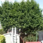 Business 1 image MORRISONS Supermarkets in London Gr