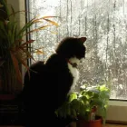 Business 5 image MOTOR WORLD Batteries in Ringwood Ha