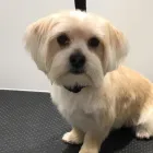 Business 2 image MUD MAGNETS DOG GROOMING Pets & Animals in Glasgow Glg