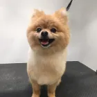 Business 3 image MUD MAGNETS DOG GROOMING Pets & Animals in Glasgow Glg