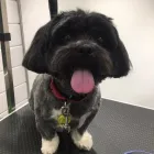 Business 4 image MUD MAGNETS DOG GROOMING Pets & Animals in Glasgow Glg