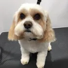 Business 5 image MUD MAGNETS DOG GROOMING Pets & Animals in Glasgow Glg