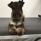 Business 6 image MUD MAGNETS DOG GROOMING Pets & Animals in Glasgow Glg