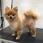 Business 7 image MUD MAGNETS DOG GROOMING Pets & Animals in Glasgow Glg