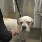 Business 8 image MUD MAGNETS DOG GROOMING Pets & Animals in Glasgow Glg