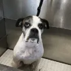 Business 9 image MUD MAGNETS DOG GROOMING Pets & Animals in Glasgow Glg