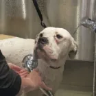 Business 11 image MUD MAGNETS DOG GROOMING Pets & Animals in Glasgow Glg