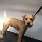 Business 12 image MUD MAGNETS DOG GROOMING Pets & Animals in Glasgow Glg