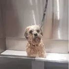 Business 13 image MUD MAGNETS DOG GROOMING Pets & Animals in Glasgow Glg