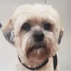 Business 14 image MUD MAGNETS DOG GROOMING Pets & Animals in Glasgow Glg