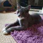 Business 1 image MY CAT SITTER Pets & Animals in Edinburgh Edh