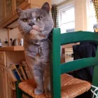 Business 4 image MY CAT SITTER Pets & Animals in Edinburgh Edh