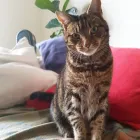 Business 6 image MY CAT SITTER Pets & Animals in Edinburgh Edh