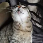 Business 7 image MY CAT SITTER Pets & Animals in Edinburgh Edh