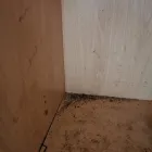 Business 2 image NEMESIS PEST CONTROL Pest & Animal Control in Purley Su