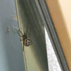 Business 13 image NEMESIS PEST CONTROL Pest & Animal Control in Purley Su