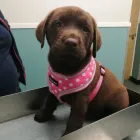 Business 1 image OAK TREE VET CENTRE Veterinary Services in Edinburgh Edh