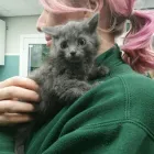 Business 3 image OAK TREE VET CENTRE Veterinary Services in Edinburgh Edh