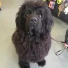 Business 4 image OAK TREE VET CENTRE Veterinary Services in Edinburgh Edh