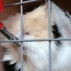 Business 13 image ODEON CINEMA Cinemas in Telford Sh