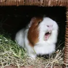 Business 15 image ODEON CINEMA Cinemas in Telford Sh