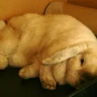 Business 3 image ODEON CINEMA Cinemas in Telford Sh