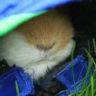 Business 4 image ODEON CINEMA Cinemas in Telford Sh