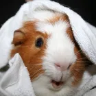 Business 6 image ODEON CINEMA Cinemas in Telford Sh