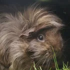 Business 7 image ODEON CINEMA Cinemas in Telford Sh