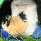 Business 12 image ODEON CINEMA Cinemas in Telford Sh