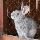 Business 2 image PAD, FOOT & PAWS Pets & Animals in Bury La