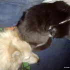 Business 1 image PAWS AND WALKS Pets & Animals in Coventry We