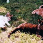 Business 3 image PAWS AND WALKS Pets & Animals in Coventry We