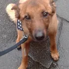 Business 4 image PAWS AND WALKS Pets & Animals in Coventry We