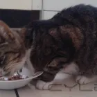 Business 5 image PAWS AND WALKS Pets & Animals in Coventry We