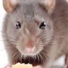 Business 2 image PEST CONTROL SERVICE AGREEMENTS LIVERPOOL Pest & Animal Control in Widnes Ch