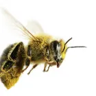 Business 8 image PESTUK (ALDERSHOT & FLEET) Pest & Vermin Control Services in Farnham Su