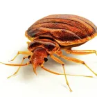 Business 9 image PESTUK (ALDERSHOT & FLEET) Pest & Vermin Control Services in Farnham Su
