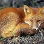 Business 10 image PESTUK (ALDERSHOT & FLEET) Pest & Vermin Control Services in Farnham Su