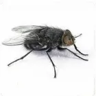 Business 12 image PESTUK (ALDERSHOT & FLEET) Pest & Vermin Control Services in Farnham Su