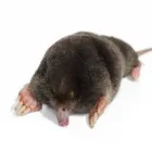 Business 15 image PESTUK (ALDERSHOT & FLEET) Pest & Vermin Control Services in Farnham Su
