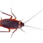 Business 16 image PESTUK (ALDERSHOT & FLEET) Pest & Vermin Control Services in Farnham Su