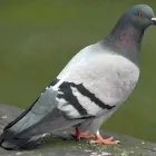 Business 2 image PESTUK (ALDERSHOT & FLEET) Pest & Vermin Control Services in Farnham Su