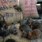 Business 3 image PESTUK (ALDERSHOT & FLEET) Pest & Vermin Control Services in Farnham Su