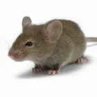Business 4 image PESTUK (ALDERSHOT & FLEET) Pest & Vermin Control Services in Farnham Su