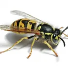 Business 5 image PESTUK (ALDERSHOT & FLEET) Pest & Vermin Control Services in Farnham Su