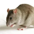 Business 13 image PESTUK (BLACKWATER VALLEY) Pest & Vermin Control Services in Farnham Su