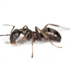 Business 6 image PESTUK (BLACKWATER VALLEY) Pest & Vermin Control Services in Farnham Su